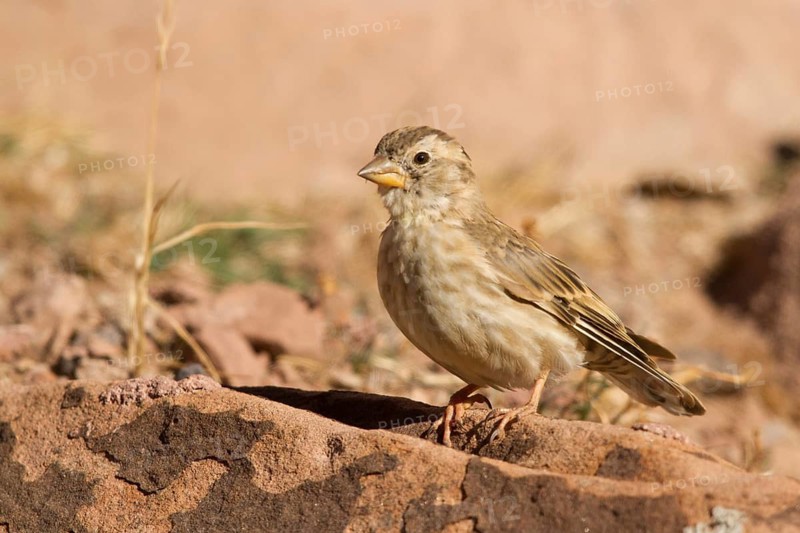 Rock Sparrow (Petronia petronia), Morocco