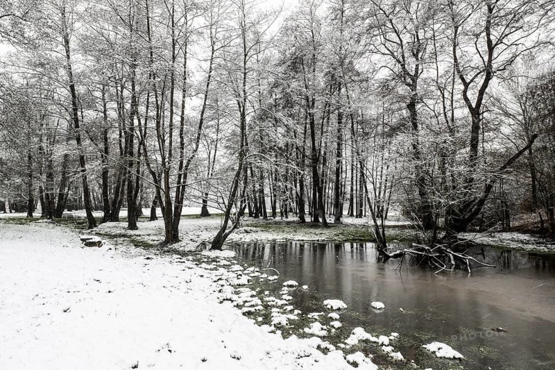 Black alder (Alnus glutinosa) in a snowy floodplain landscape, Emsland, Lower Saxony, Germany