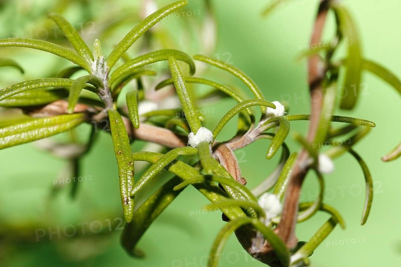 Rosemary (Rosmarinus officinalis), twigs with young, very hairy leaves, in the studio, North Rhine-Westphalia, Germany