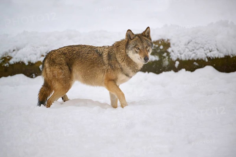 A wolf stands in the snow and looks curiously into the camera, Winter, Wolf (Canis lupus), Germany