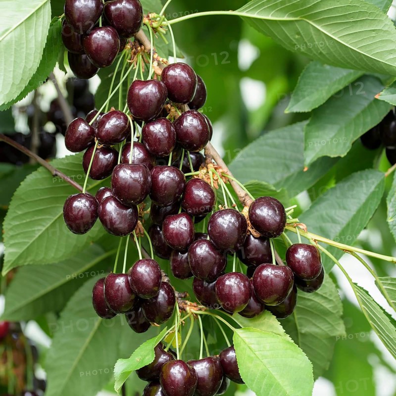 Sweet cherry (Prunus avium 'Regina'),  Austria