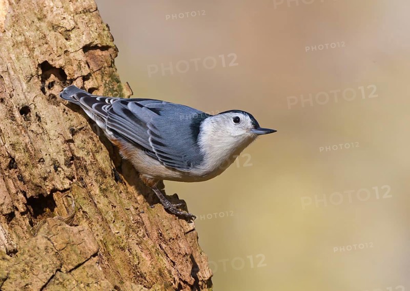 White-breasted Nuthatch (Sitta carolinensis), Ohio, USA
