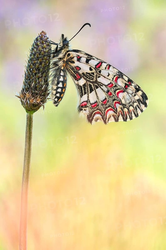 Der Spanischer Osterluzeifalter (Zerynthia rumina)