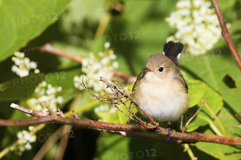 Red-breasted Flycatcher (Ficedula parva), Schleswig-Holstein, Germany