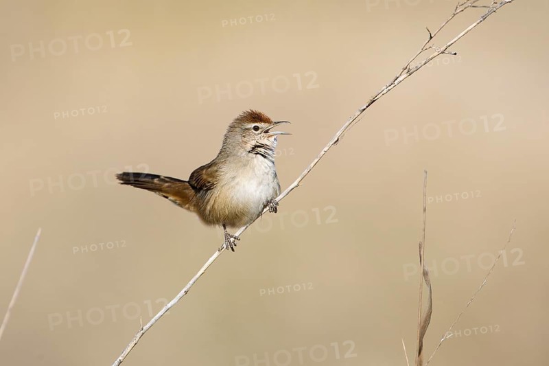Spinifexbird (Megalurus carteri) singing, perched on a twig, Northern Territory, Australia