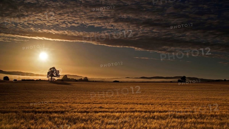 Europe, Scotland, Great Britain, England, landscape, cornfield at sunrise