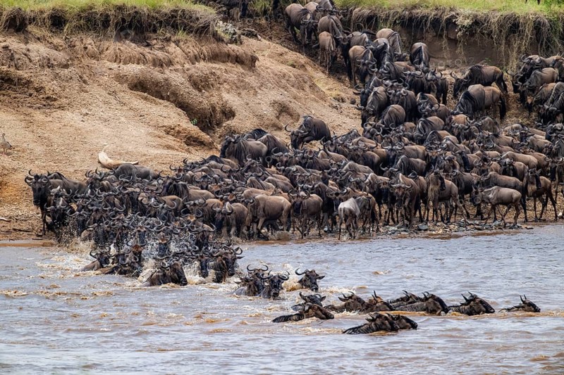 Wildebeest (Connochaetes taurinus) running and swimming in the river, river crossing at the Mara River, Great Migration, Serengeti National Park, Tanzania