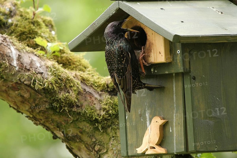 Common Starling (Sturnus vulgaris) at nesting box, Lower Saxony, Germany