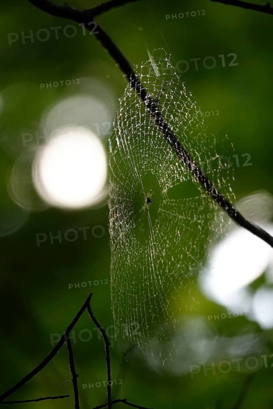 Web of a spider, May, Germany