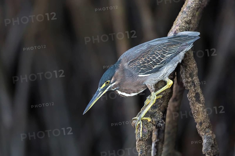 Striated Heron (Butorides striata), Galapagos, Ecuador