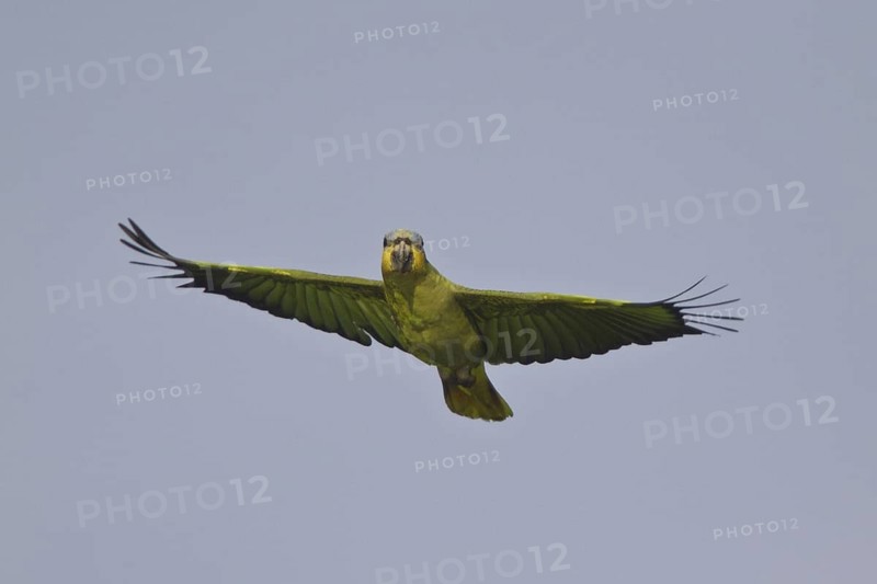 Orange-winged Amazon (Amazona amazonica), Ecuador
