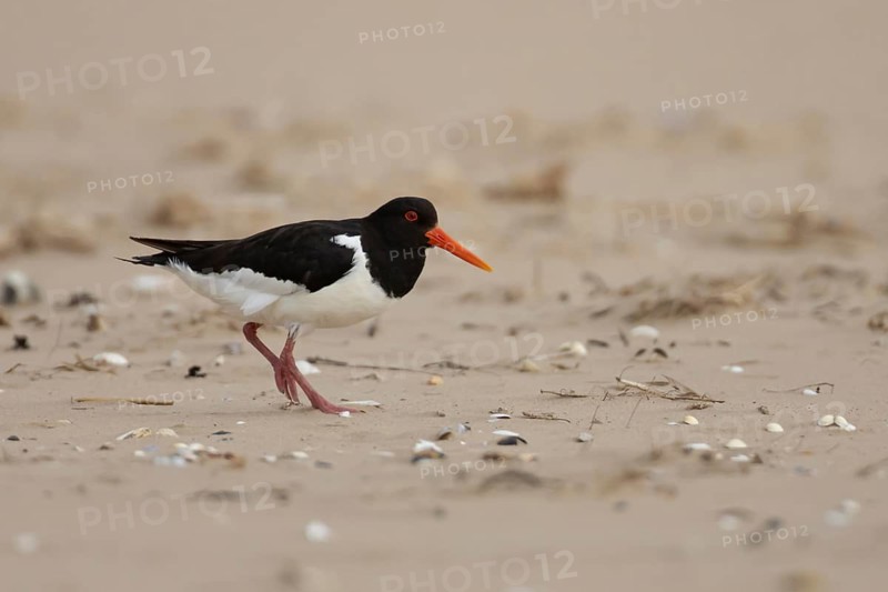 Eurasian oystercatcher (Haematopus ostralegus) adult wading bird on a beach in summer, Norfolk, England, United Kingdom