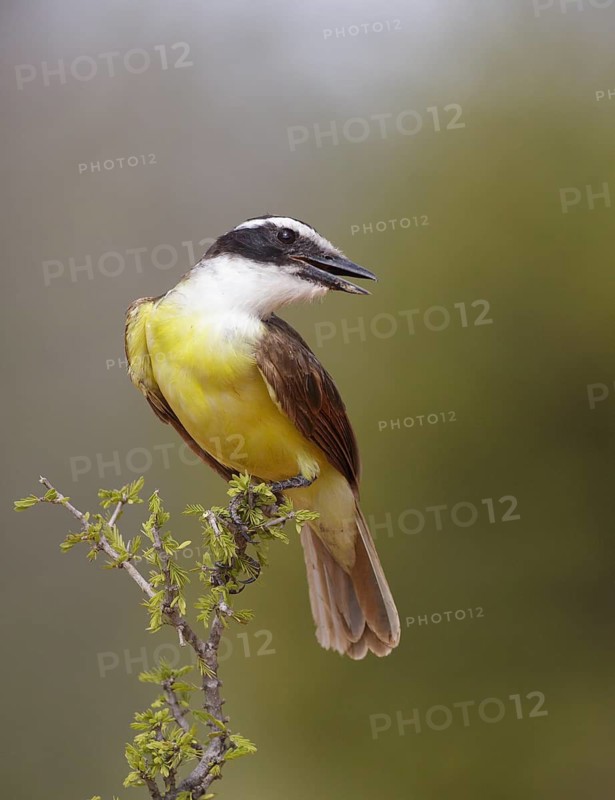Great Kiskadee (Pitangus sulphuratus), Texas, USA