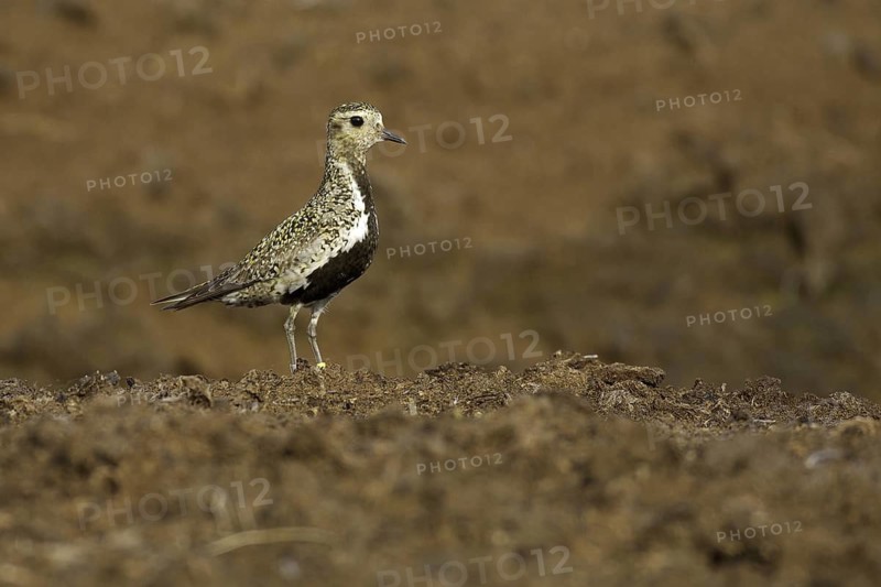 European Golden Plover (Pluvialis apricaria), Lower Saxony, Germany