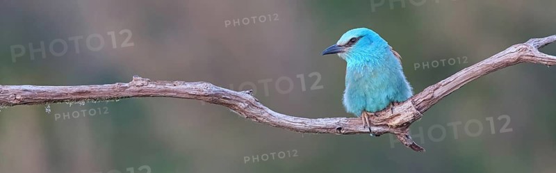 European roller (Coracias garrulus), on perch, Tower Hide, Tiszaalpár, Kiskunsági National Park, Bács-Kiskun, Hungary