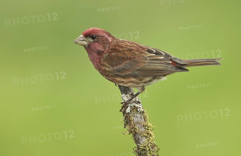 Purple Finch (Haemorhous purpureus) male, British Columbia, Canada