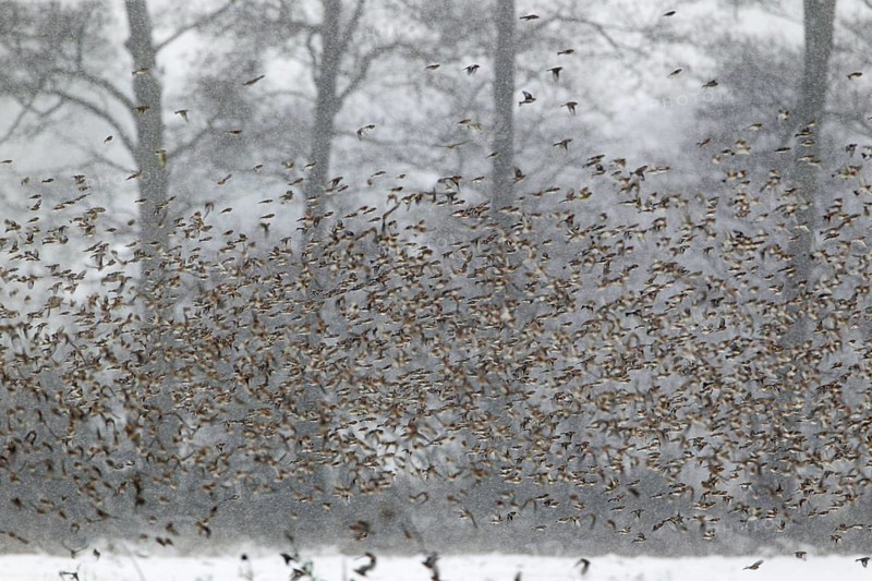 Bergfinkenschwarm fliegend; im Flug; bei Schneefall; lat. Fringilla montifringilla; vor Waldrand; Hänigser Feldmark
