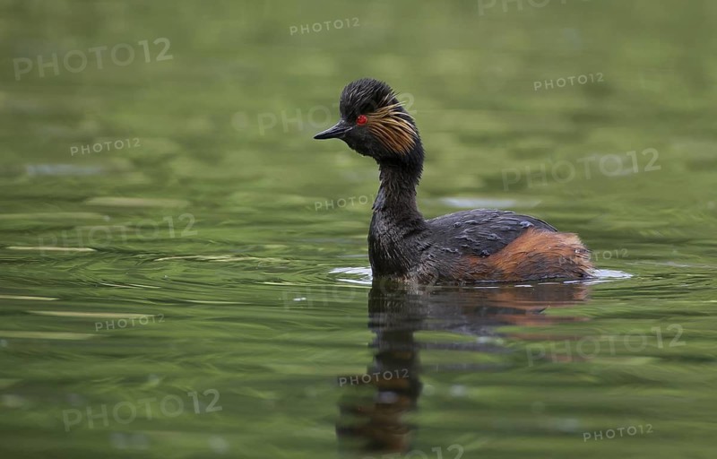 Black-necked Grebe (Podiceps nigricollis), Bavaria, Germany