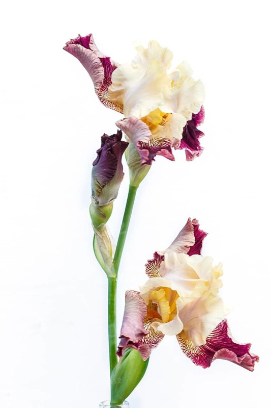 Beautiful multicolored iris flower isolated in white. Close up