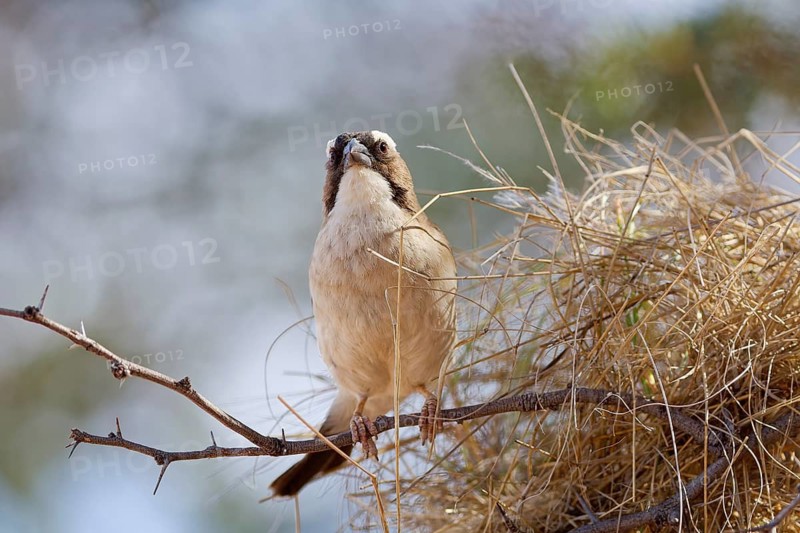 Sociable weaver (Philetairus socius), adult bird, sitting on a tree branch, at nest, looking at camera, Kgalagadi Transfrontier Park, Northern Cape, South Africa