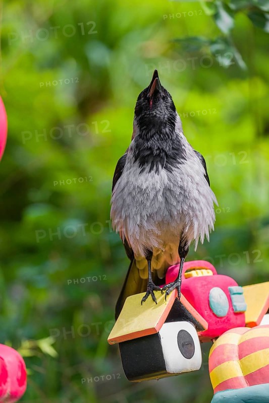 An adult hooded crow (Corvus cornix), sits on a colorful children's toy in a garden