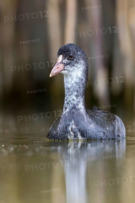 Eurasian Coot (Fulica atra) juvenile, Mecklenburg-Western Pomerania, Germany