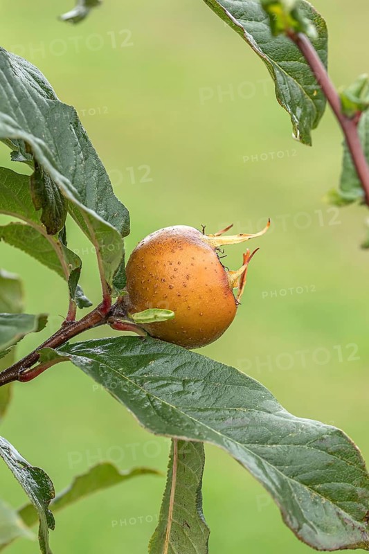 Common medlar (Mespilus germanica 'Holländische Grossfrüchtige'), Bundessortenamt Prüfstelle Wurz, Germany