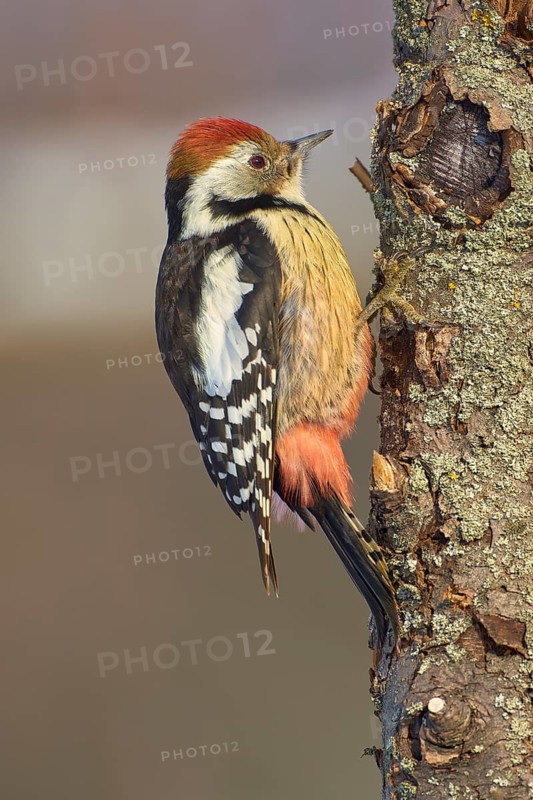 A middle spotted woodpecker (Leiopicus medius) with red, black and white feathers sitting on a tree trunk, Odenwald, Hesse, Germany