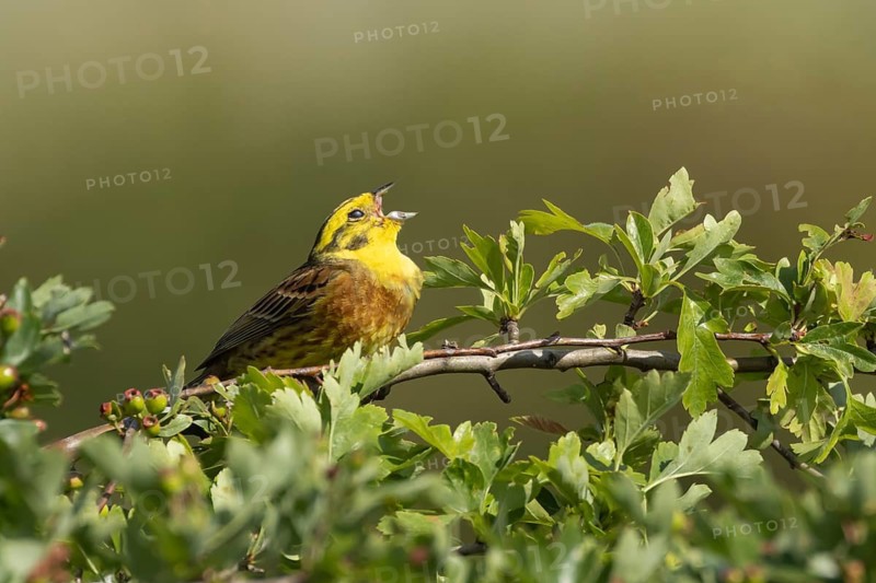 Yellowhammer (Emberiza citrinella) adult male songbird bird singing in a Hawthorn tree, Suffolk, England, United Kingdom