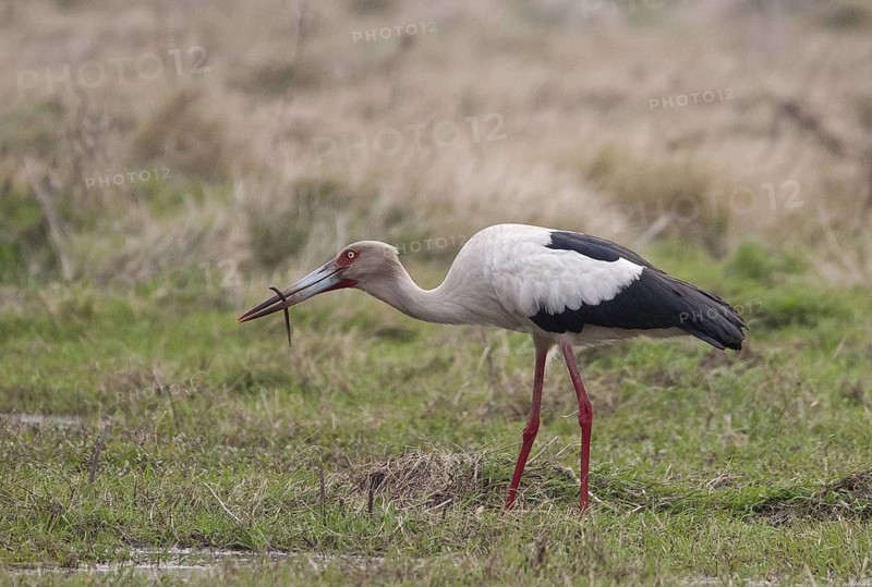 Maguari Stork (Ciconia maguari) foraging, Corrientes, Argentina