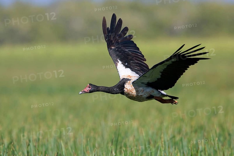 Magpie Goose (Anseranas semipalmata) flying, Queensland, Australia