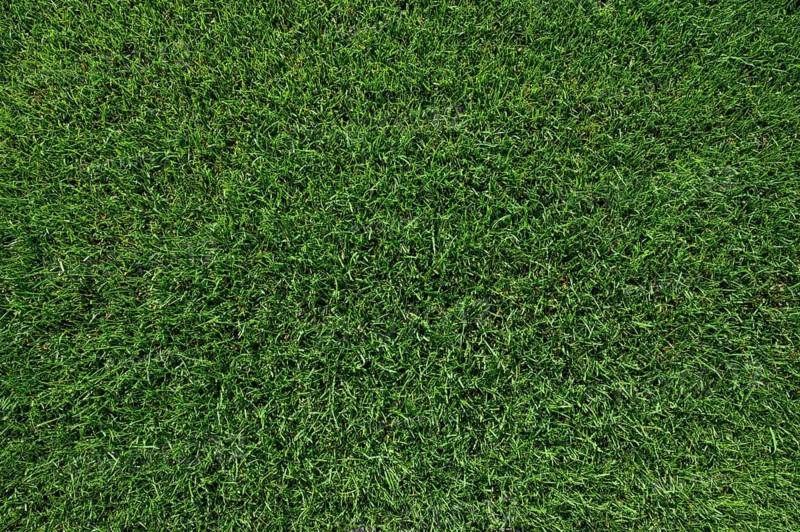 Beautiful wet natural grass on the sport pitch in Lubin, Poland