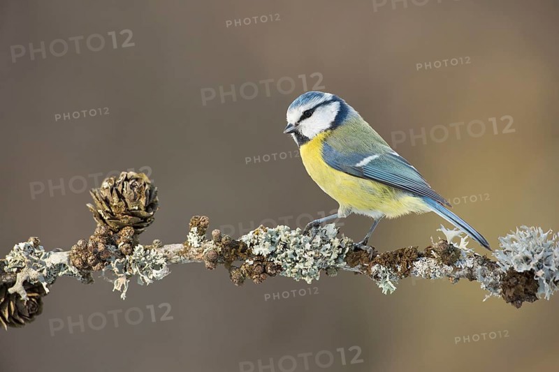 Eurasian Blue Tit (Cyanistes caeruleus) perched on lichen pine branch, Grisons, Switzerland