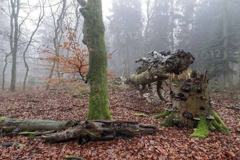 Old beech forest (Fagus sylvatica) in the fog, Emsland, Lower Saxony, Germany