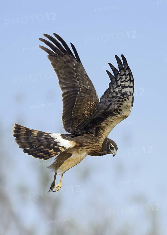 Northern Harrier (Circus hudsonius) flying, Texas, USA