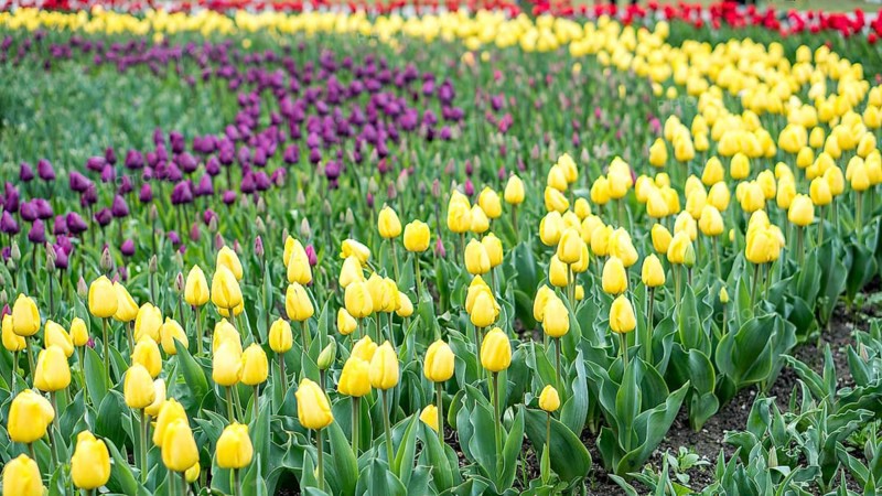 A breathtaking view of a sprawling field densely packed with bright yellow and deep purple tulips during peak bloom, showcasing the striking contrast and natural beauty of these popular spring flowers