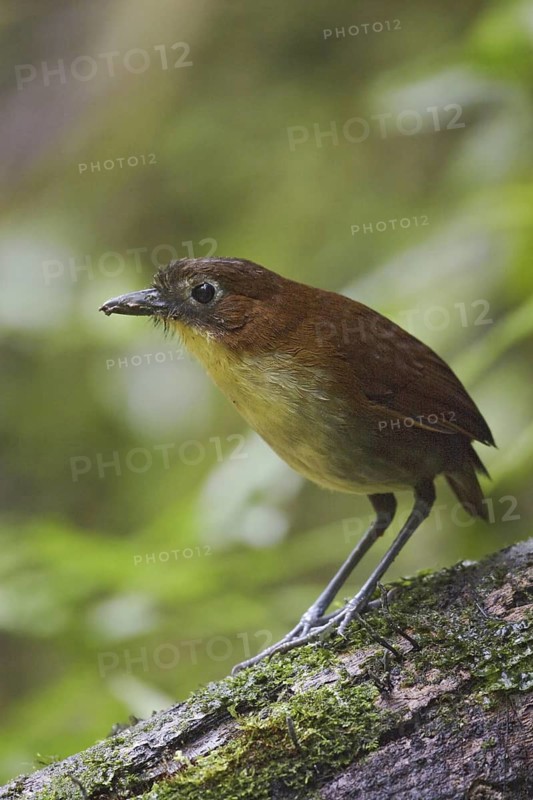 Yellow-breasted Antpitta (Grallaria flavotincta), Ecuador