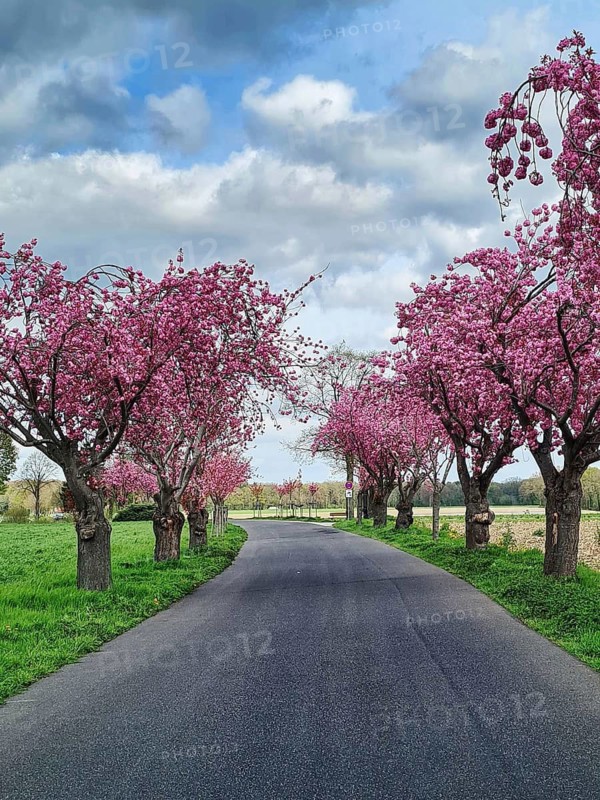 Street lined with Japanese cherry blossom trees (Prunus serrulata) with pink blossoms under a cloudy sky, Nettetal, Lower Rhine