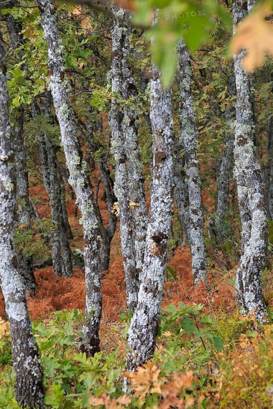 Autumn woodland Sierra de Tormantos mountains, near Cuacos de Yuste, La Vera, Extremadura, Spain