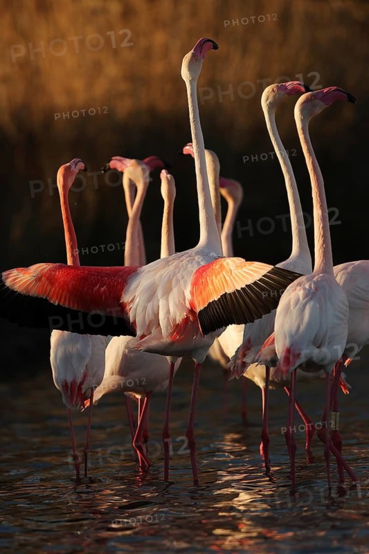 Captivating scene of pink flamingos engaged in their nuptial ritual, illuminated by the warm sunset light in the French Camargue, showcasing their vivid colors and graceful postures