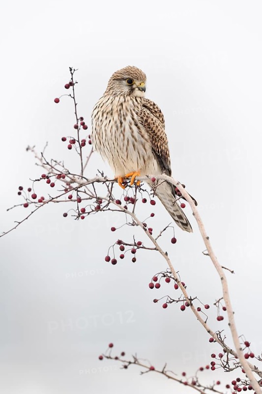 Common Kestrel (Falco tinnunculus), North Rhine-Westphalia, Germany