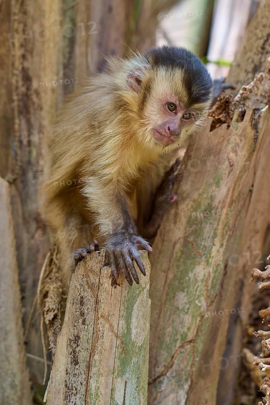 A capuchin monkey sits relaxed on a tree stump and looks thoughtfully, Capuchin monkey (Sapajus apella), Pantanal, Mato Grosso, Brazil