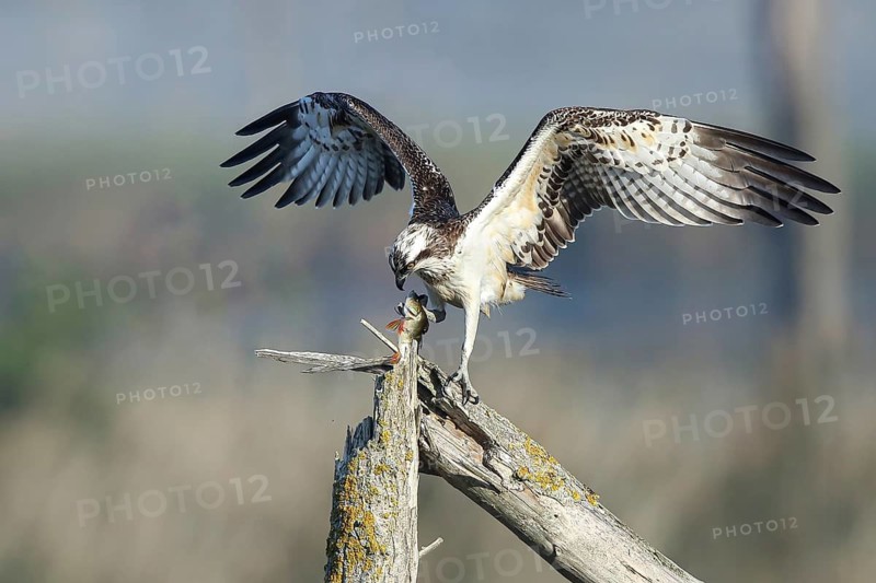 Western Osprey (Pandion haliaetus) with fish prey, Mecklenburg-Western Pomerania, Germany