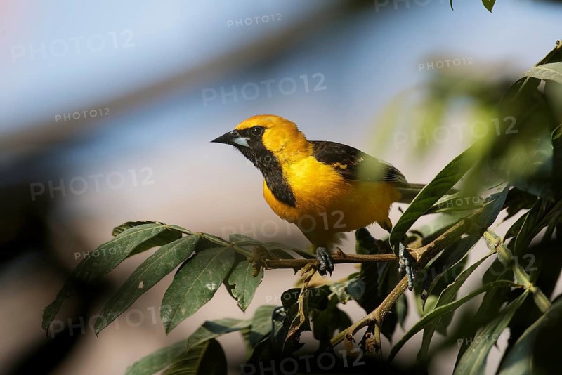 White-edged Oriole (Icterus graceannae) perched in tree, Lambayeque, Peru