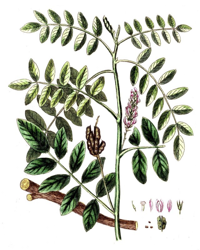 Glycyrrhiza glabra, true liquorice, digital reproduction of a historical original, between 1790 and 1810