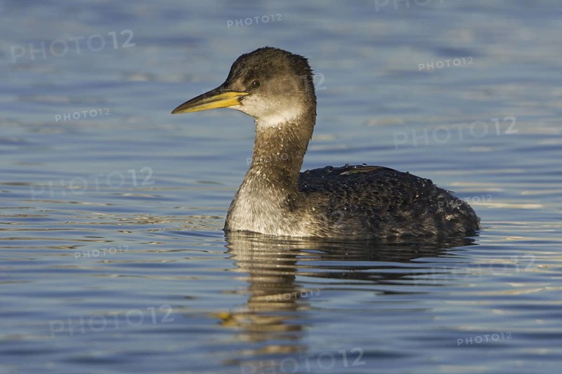 Red-necked Grebe (Podiceps grisegena), British Columbia, Canada