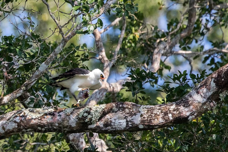 Black-and-white Hawk-Eagle (Spizaetus melanoleucus), Peten, Guatemala