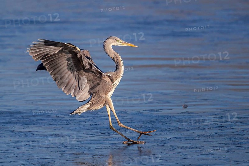 Grey Heron (Ardea cinerea) landing on an ice surface, Baden-Wuerttemberg, Germany
