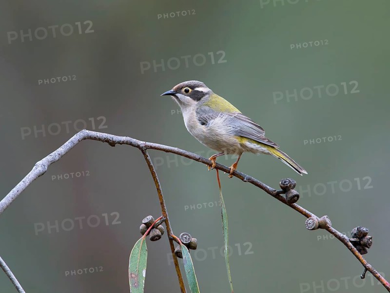 Brown-headed Honeyeater (Melithreptus brevirostris), Victoria, Australia