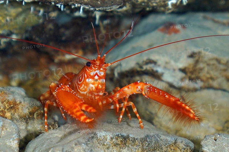 Atlantic red reef lobster (Enoplometopus antillensis)
